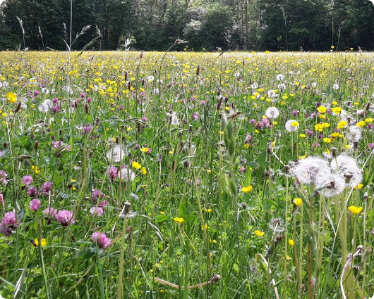 b509e5556f1456f9ce4009f24c29f3df