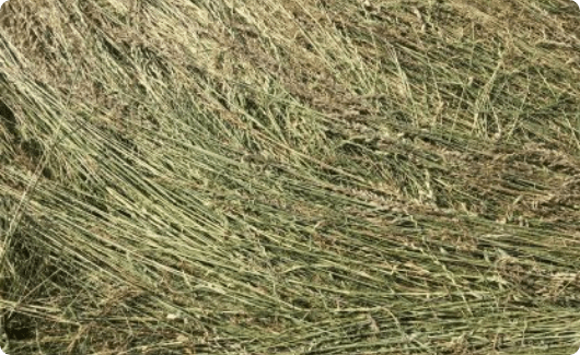 bermgras-gemaaid--min